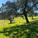 PHOTO-2025-06-07-12-40-31 (5)