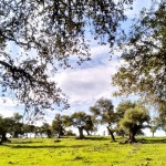 PHOTO-2025-06-07-12-40-32 (7)