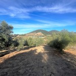 PHOTO-2025-10-29-11-05-16 (3)